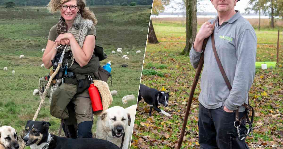 Twee grote waakhonden naast de schaapskudde: deze herders kunnen niet meer zonder