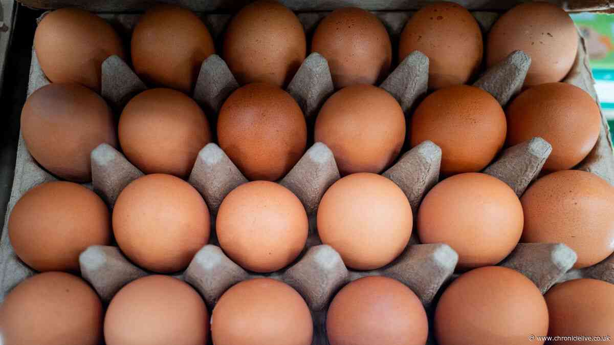 Salmonella symptoms listed as UK sees rise in cases linked to imported eggs