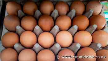 Salmonella symptoms listed as UK sees rise in cases linked to imported eggs