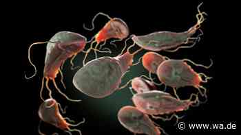 Parasiten-Infektionen auf Zehn-Jahres-Hoch – Gesundheitsbehörde warnt vor Giardiasis