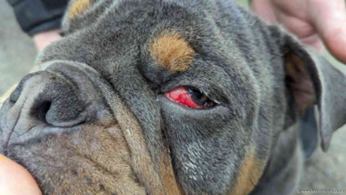 West Yorkshire named one of UK's worst areas for animal beatings