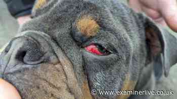 West Yorkshire named one of UK's worst areas for animal beatings
