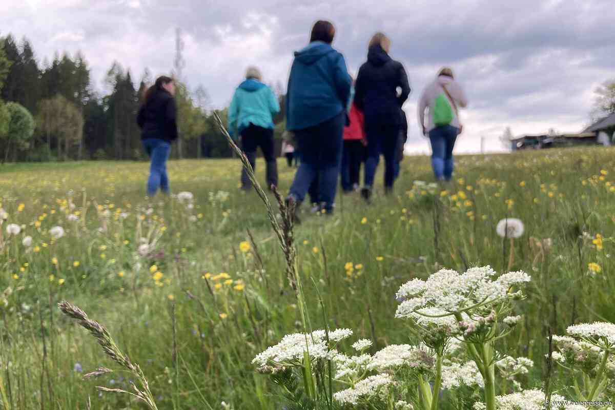 Kräuterwanderungen und mehr: Was Gäste bei einem Gesundheitstag im Erzgebirge erwartet
