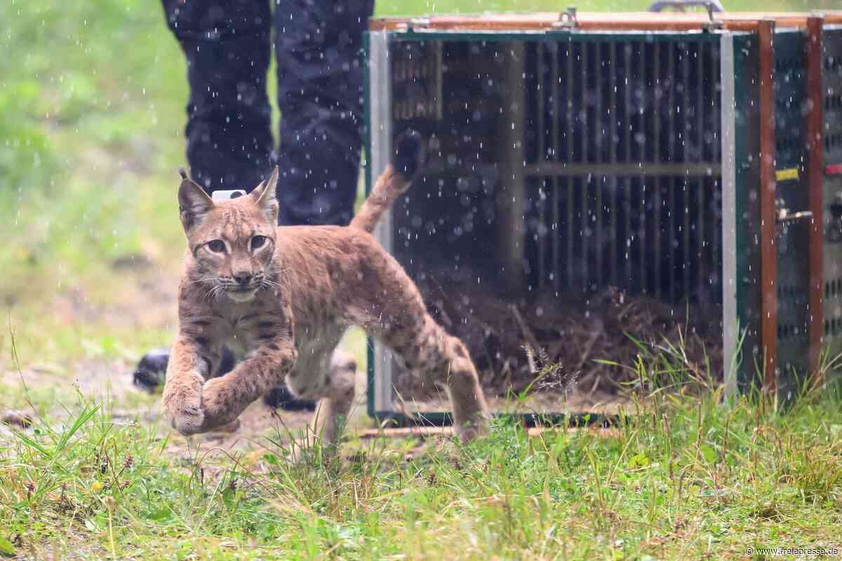 Vortrag in Callenberg informiert über Luchs-Auswilderung