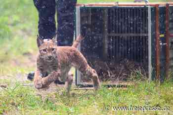 Vortrag in Callenberg informiert über Luchs-Auswilderung