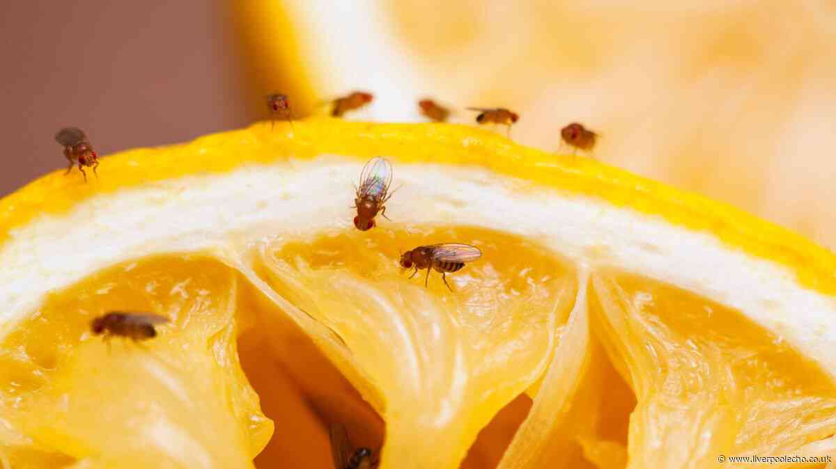 Fruit flies will stay away from homes if 2 common items are placed on windowsills