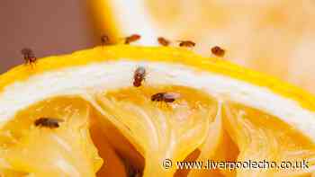 Fruit flies will stay away from homes if 2 common items are placed on windowsills