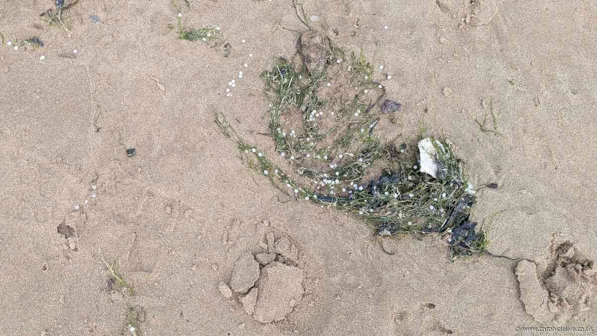 Nurdles wash up on beaches 30 miles south of Port of Tyne ship collision
