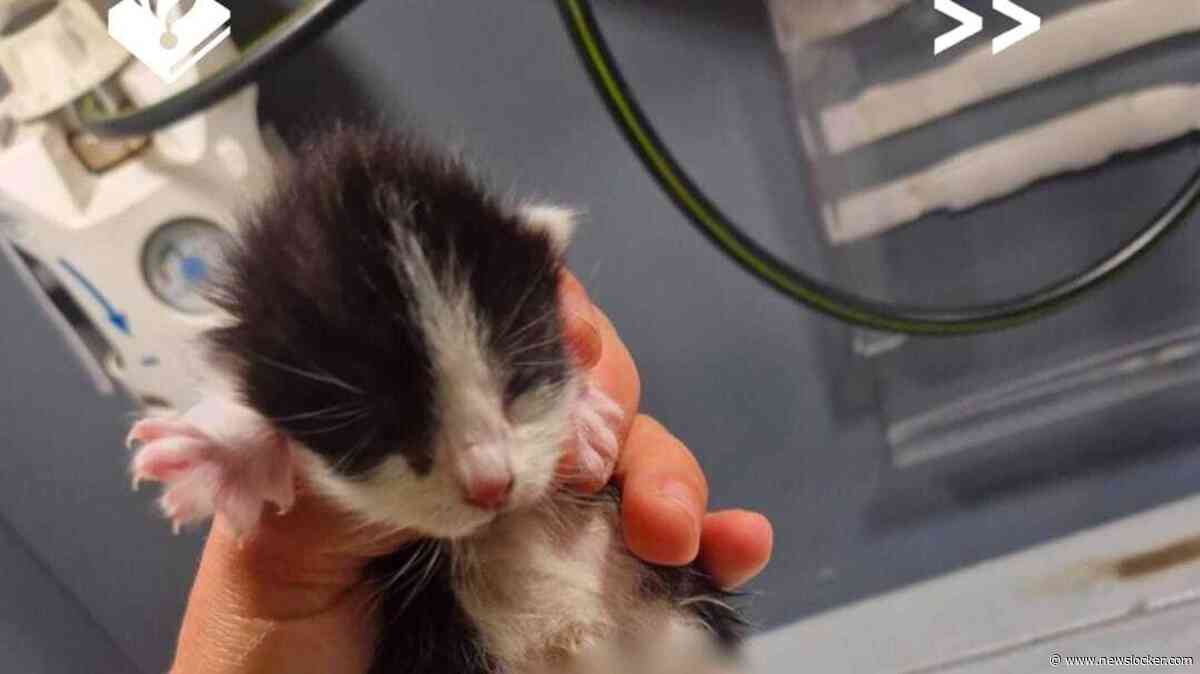 Buurt in shock na gruwelijke vondst van verminkte kittens in tasje bij container
