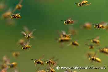 Experts issue warning over ‘aggressive’ drunk wasps swarming parts of England