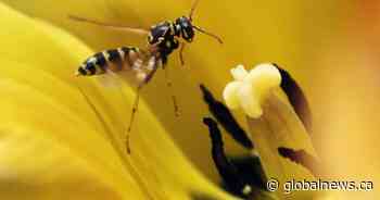 Helicopter rescue for B.C. climber stung by wasps 100 times