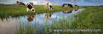 Boldyn deploys 5G RedCap for smart livestock monitoring