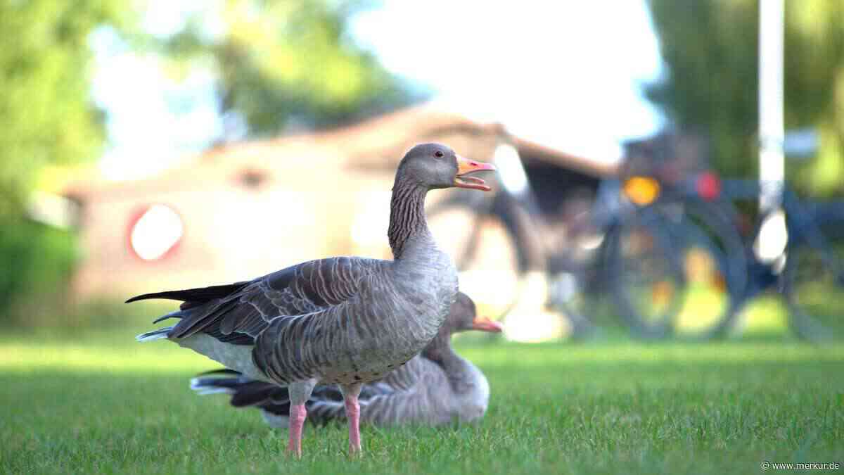 „Dieses Jahr sind es extrem viele“: Wildgans-Invasion sorgt für Bade-Frust