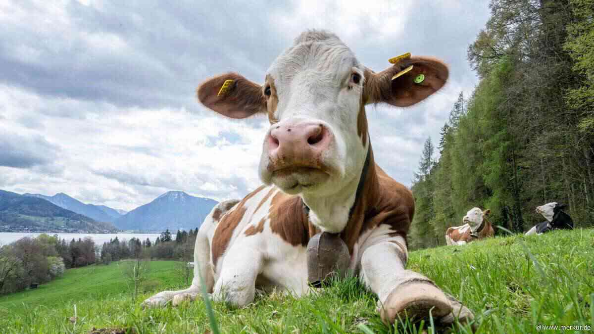 Shamonda-Virus befällt Kühe im Landkreis: 14 Betriebe betroffen