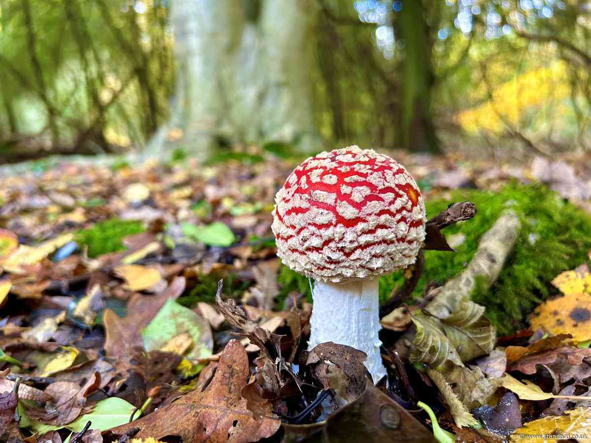 'Click, don't pick': Influencers urged to leave mushrooms in Epping Forest alone