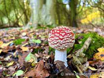'Click, don't pick': Influencers urged to leave mushrooms in Epping Forest alone