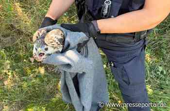 POL-RZ: Verletzter Greifvogel gerettet