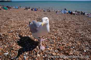 Britons lose £171 million worth of food a year to seagulls, research shows