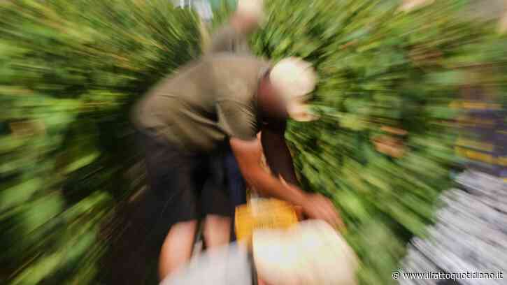 Cade in un tino durante la vendemmia, morto un lavoratore di 50 a Monastero Bormida (Asti)