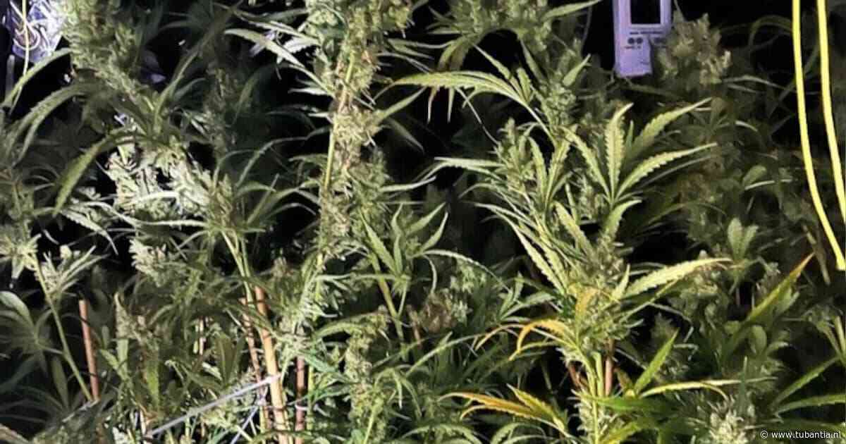 Grote hennepkwekerij in huis in Gronau, twee Nederlanders opgepakt