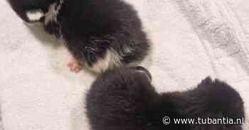Pasgeboren kittens met verwijderde pootjes gedumpt in Amsterdam-West