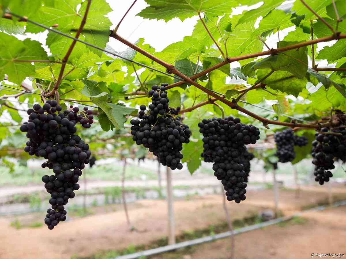 Wine Guy: Get out there and tour B.C.’s vines