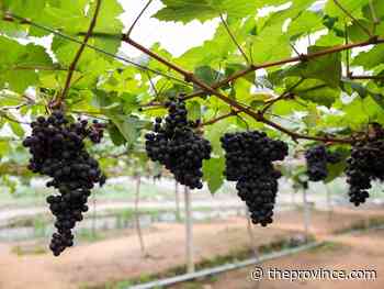 Wine Guy: Get out there and tour B.C.’s vines