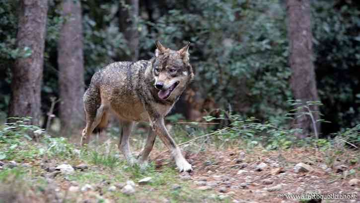 Tre animali individuati dalle fototrappole dopo le aggressioni ai tre bimbi, attesa Dna per stabilire se sono lupi