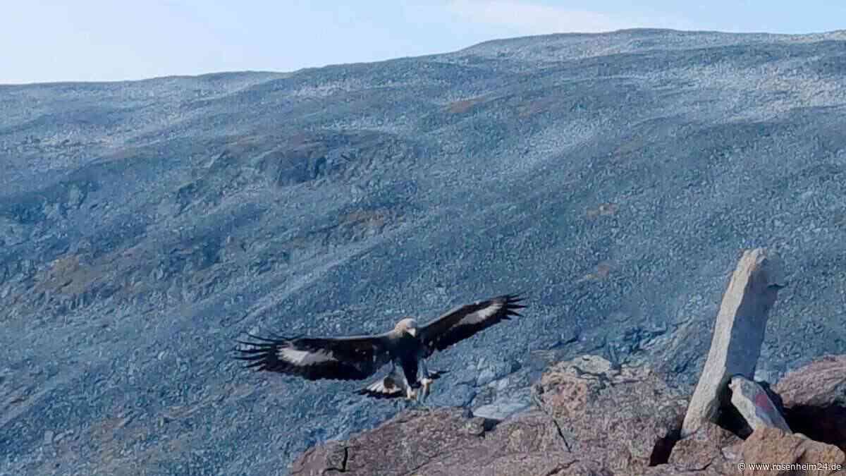 Adler-Attacke bei Schneizlreuth: Greifvogel bringt Einsatz-Drohne zum Absturz