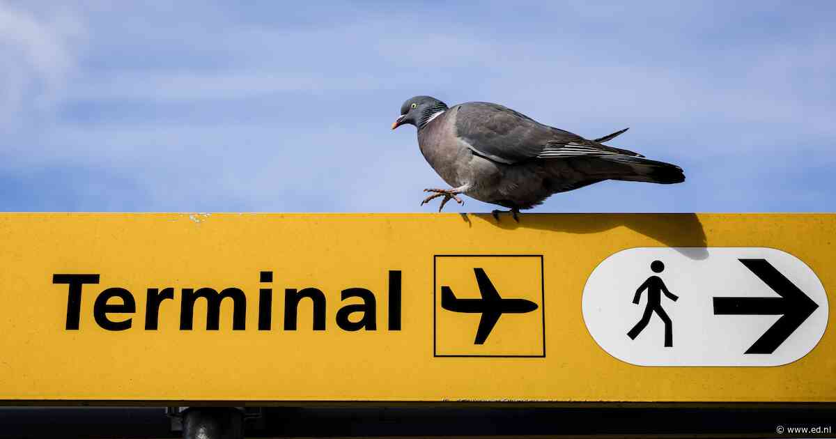 Milieuclubs eisen snelle stikstofmaatregelen op Eindhoven Airport