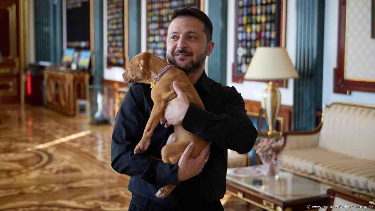 Selenskyj entzückt mit Welpen-Video: „Freya“ trägt Namen seiner Lieblingswaffe