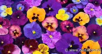 Festival in Harderwijk rond initiatief 'Samen kleuren we de stad'