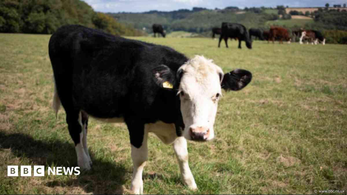 Deadly virus found in Wiltshire as vaccines needed