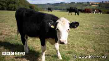 Deadly virus found in Wiltshire as vaccines needed