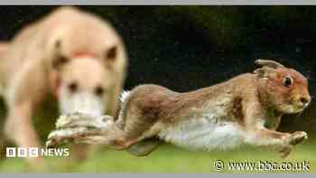 Hare coursing charges dropped against six men