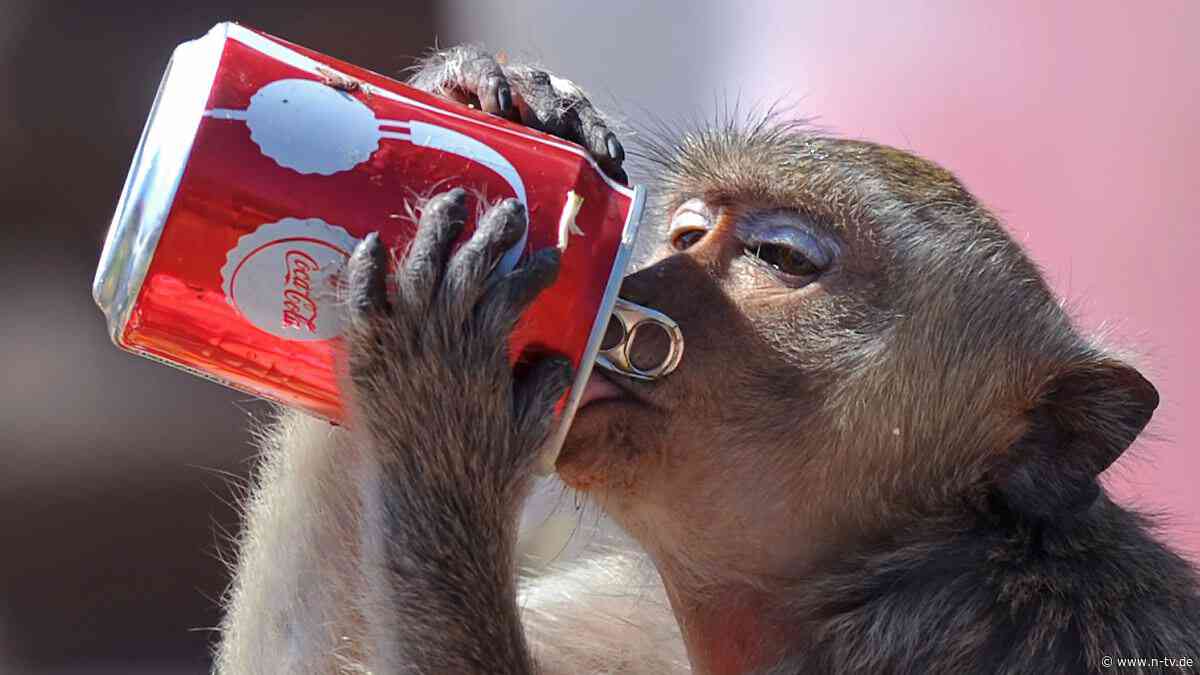 Berlin Tag & Macht: Gib dem Affen keinen Zucker! Und auch keine Cola Zero!