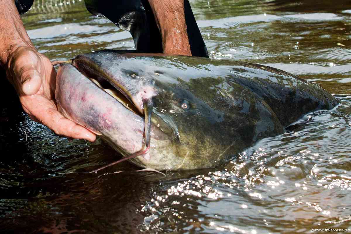 Riesenfisch breitet sich in Deutschland aus: Auch im Erzgebirge?