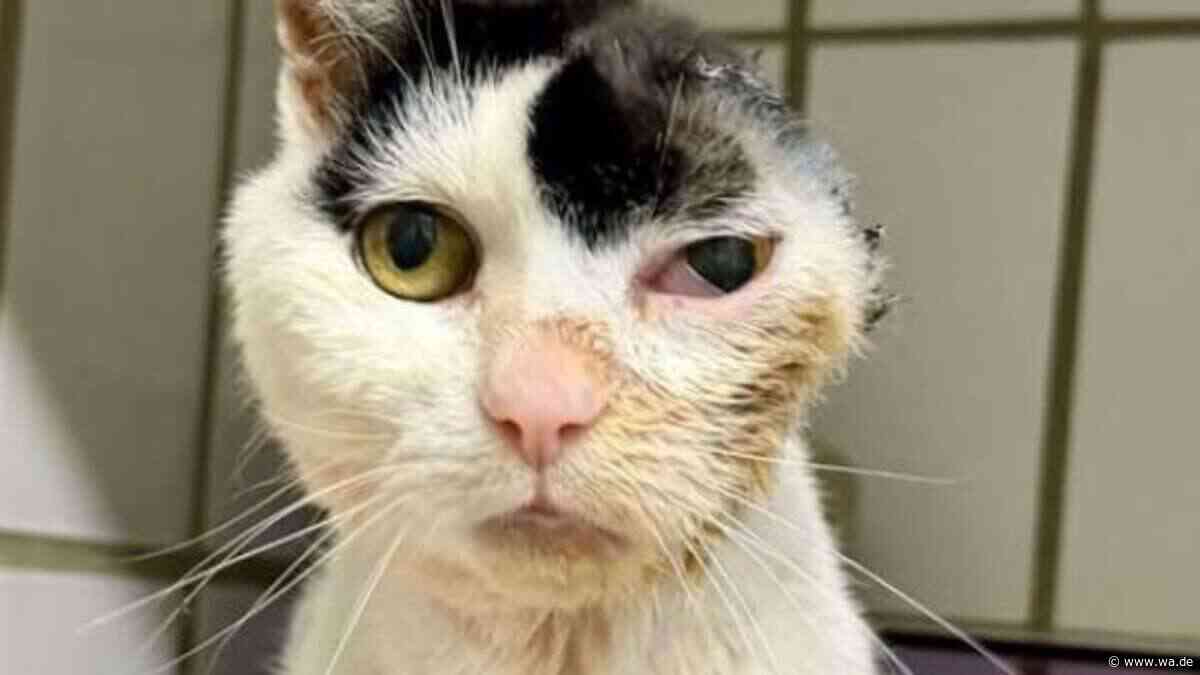 „Wissen nicht, wieviel Zeit ihr noch bleibt“: Einohrige Katze Chanel benötigt eine letzte Pflegestelle
