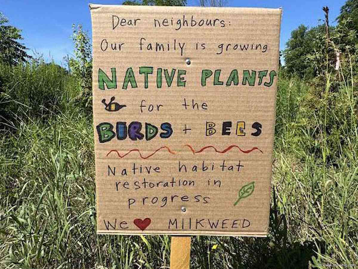 ‘I will not mow’: Naturalized garden puts Napanee’s 25-year-old grass bylaw to the test