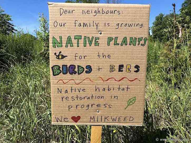 ‘I will not mow’: Naturalized garden puts Napanee’s 25-year-old grass bylaw to the test