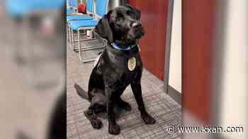 Cedar Park Police Department welcomes first wellness, community K9