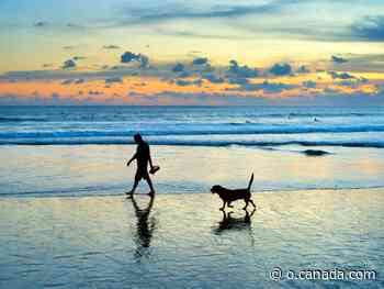 Travelling with your dog? These sunny destinations make it easier