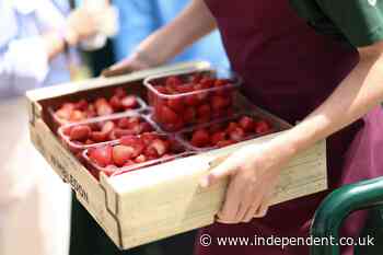 Record-breaking heatwaves lead to bumper berry crops after summer of wildfires and water shortages