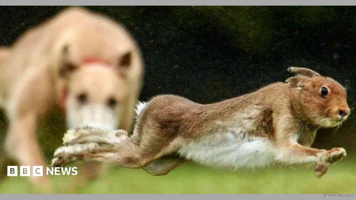 Hare coursing charges dropped against six men