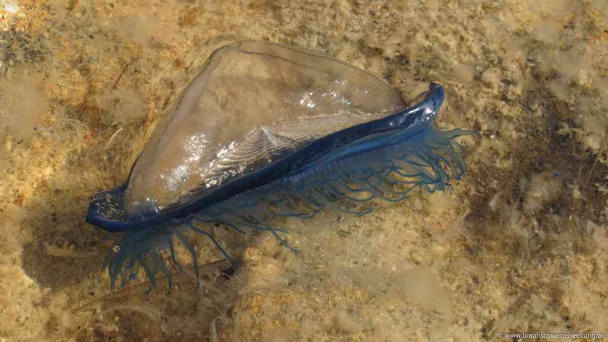 Segelquallen auf Sylt angespült: Was Urlauber wissen müssen