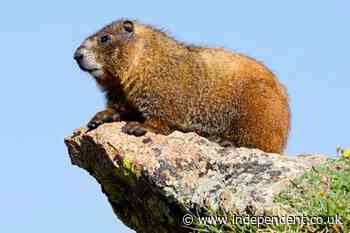 Stolen shoes, sabotaged cars and licked faces: How marmots are causing havoc for hikers in America’s West