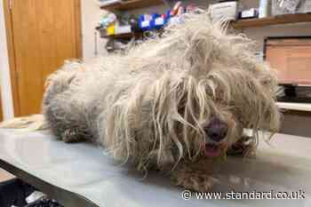 Couple banned from keeping animals for two years because of dogs’ matted coats