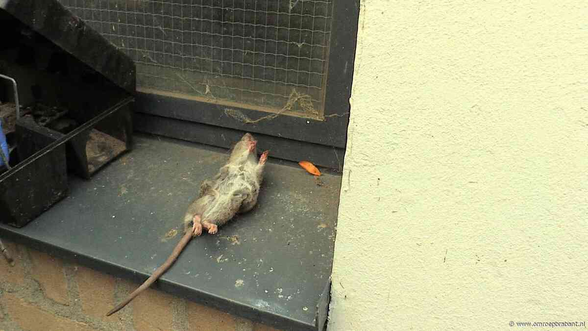 Ratten verlaten natuur door droogte: 'Ze zoeken water bij mensen'