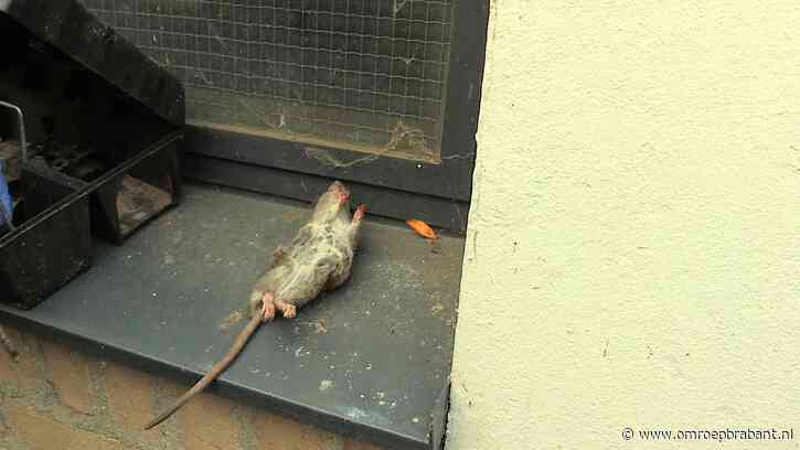 Ratten verlaten natuur door droogte: 'Ze zoeken water bij mensen'