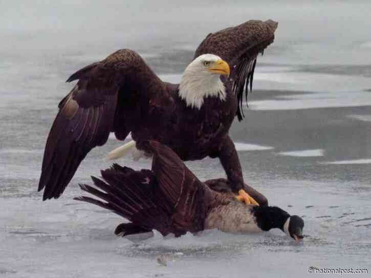 What White House's eagle vs. goose post doesn't show — the Canada goose won that fight